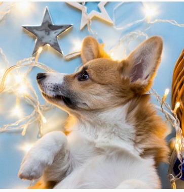 Алмазная мозаика, Корги в звездах, 20х20 см, 24 цвета, НД-7620