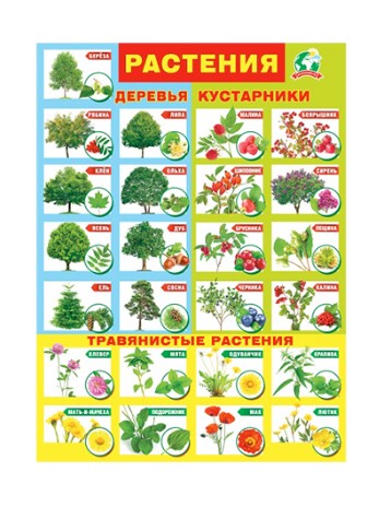 Плакат 'Растения', 071,325