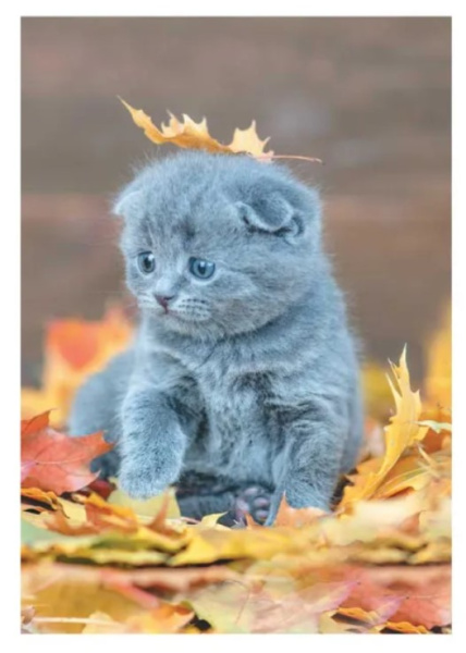 Бизнес-блокнот А6 MAZARI КОТИК, 64л., 7 БЦ, клетка, М-16716